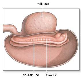 3 week embryo