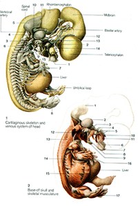 Human embryo at Stage 20 showing the cartilage skeleton and skeletal musculature. About days 50 - 51 days (Ulrich Drews, Color Atlas of embryology, page 99)