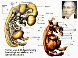 Embryology in the Qur’an – Bone and Muscle development by Dr. Keith L. Moore (video)