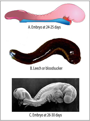 Surely the Qur'anic 'Alaqah (the embryo during the leech-like stage) is  easily observed with the naked eye?
