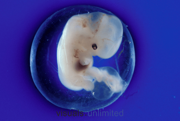 embryo at 40 days embryo at 40 days