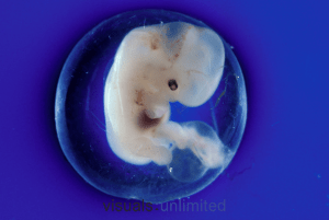 embryo at 40 days