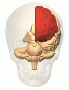The Frontal Lobes and Higher Mental&nbsp;Functions