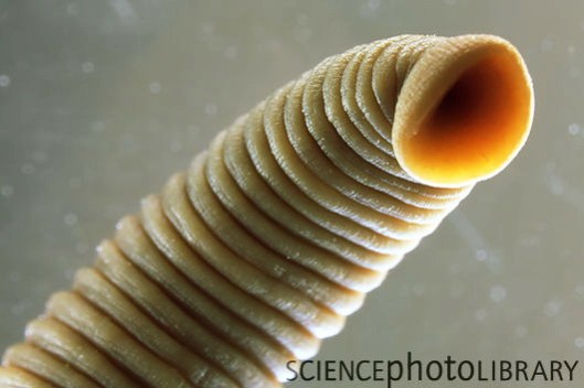 Leech from Movile Cave, Romania.