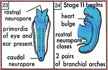 Figure 3: Human embryo at day 23-24