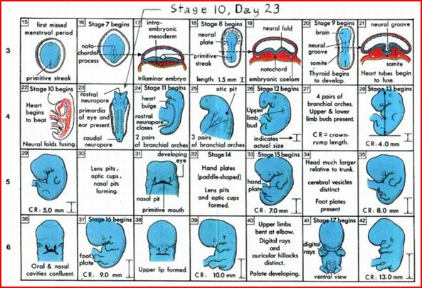 Figure 1: Carnegie Stages  7-17