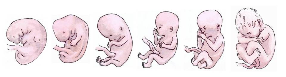 The Developing Embryo