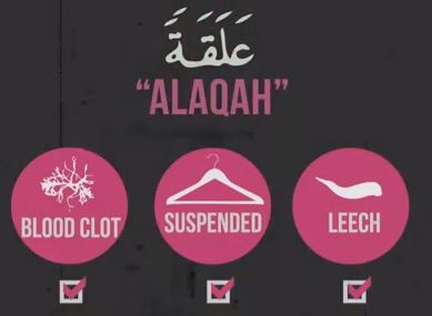Embryo = Leech “Amazing Qur’an&nbsp;Video”