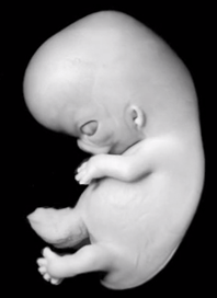 Time-lapse simulation of human embryo&nbsp;development