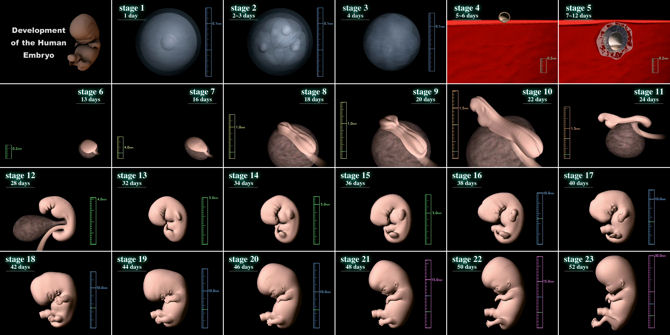 The stages of human development