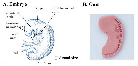 The ‘Chewed-Like’ Embryo: A Closer Look at Qur’anic Embryology