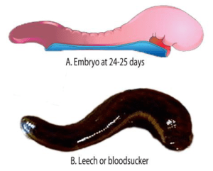 A, shows a lateral view of an embryo (size 2.5-3.0mm) at days 24 to 25. (Modified from Moore & Persaud: The Developing Human 8th Edition) B, Hirudo medicinalis, medicinal leech (modified from The Human Body. The Incredible Journey from Birth to Death, © BBC Worldwide Ltd, 1998)