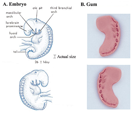 Comparing the appearance of an embryo at the mudghah stage with a piece of gum that has been chewed. A, an embryo at around 26 days showing several pairs of bead-like somites. (The Developing Human, Moore and Persaud, 5th ed., p. 79.) B, photograph of a piece of gum that has been shaped like an embryo and then chewed. Note how the teeth marks on the chewed substance resemble somites of the embryo.