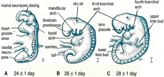 Rapid transformation of Alaqah to Mudghah Rapid transformation of Alaqah to Mudghah