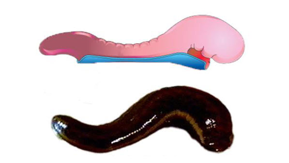 Dr. Keith L. Moore describes the ‘Alaqah (leech-like) stage of Human&nbsp;Development