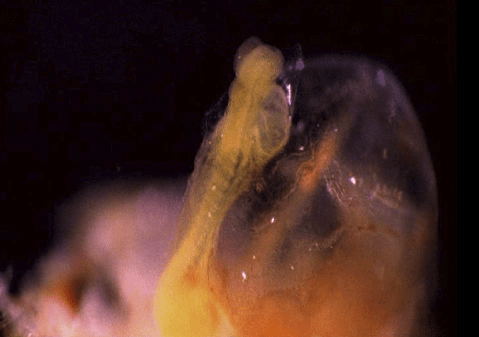 Paper: Embryology in the Qur’an: A description of the ‘Alaqah stage