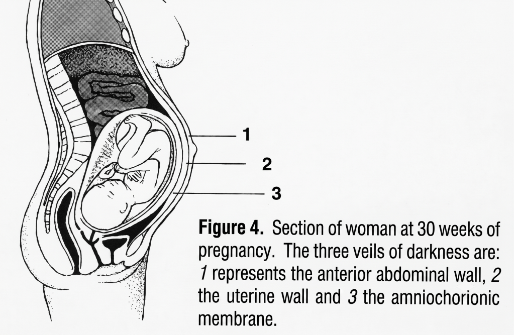 Embryology in the Qur’an: The Three Veils of Darkness (Surah&nbsp;39:6)