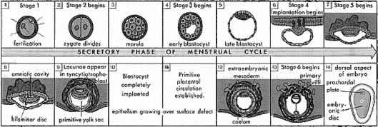 These drawings illustrate the six stages of human development which occur during the first two weeks (from Moore, K.L., The Developing Human. Clinically Oriented Embryology, 3rd edn, 1982. W.B. Saunders Co., Philadelphia)  