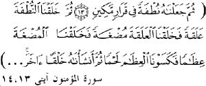 Figure 4. This verses from the Koran (23:13-14 )states that God made you from a drop and then changed the drop into a leech-like structure which soon changed into a chewed-like substance that took the shape of bones and was clothed with flesh.