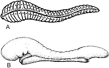 Figure 5. (A) A leech or bloodsucker; note the similarity in appearance of the two organisms. (B) A human embryo at 24 days.